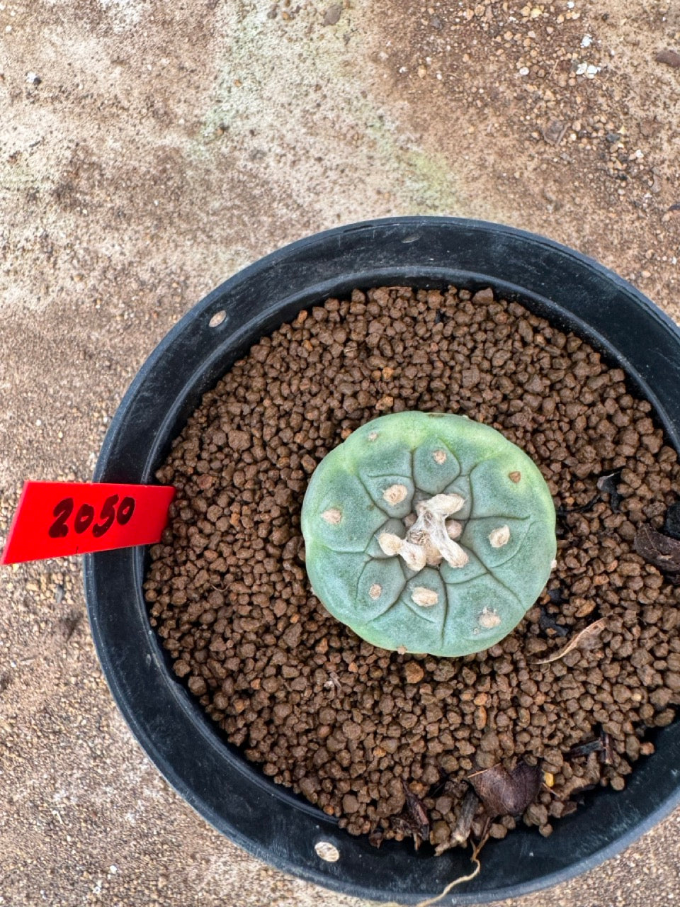 Lophophora williamsii – Peyote Cactus (3.5-6 cm, Own Root)