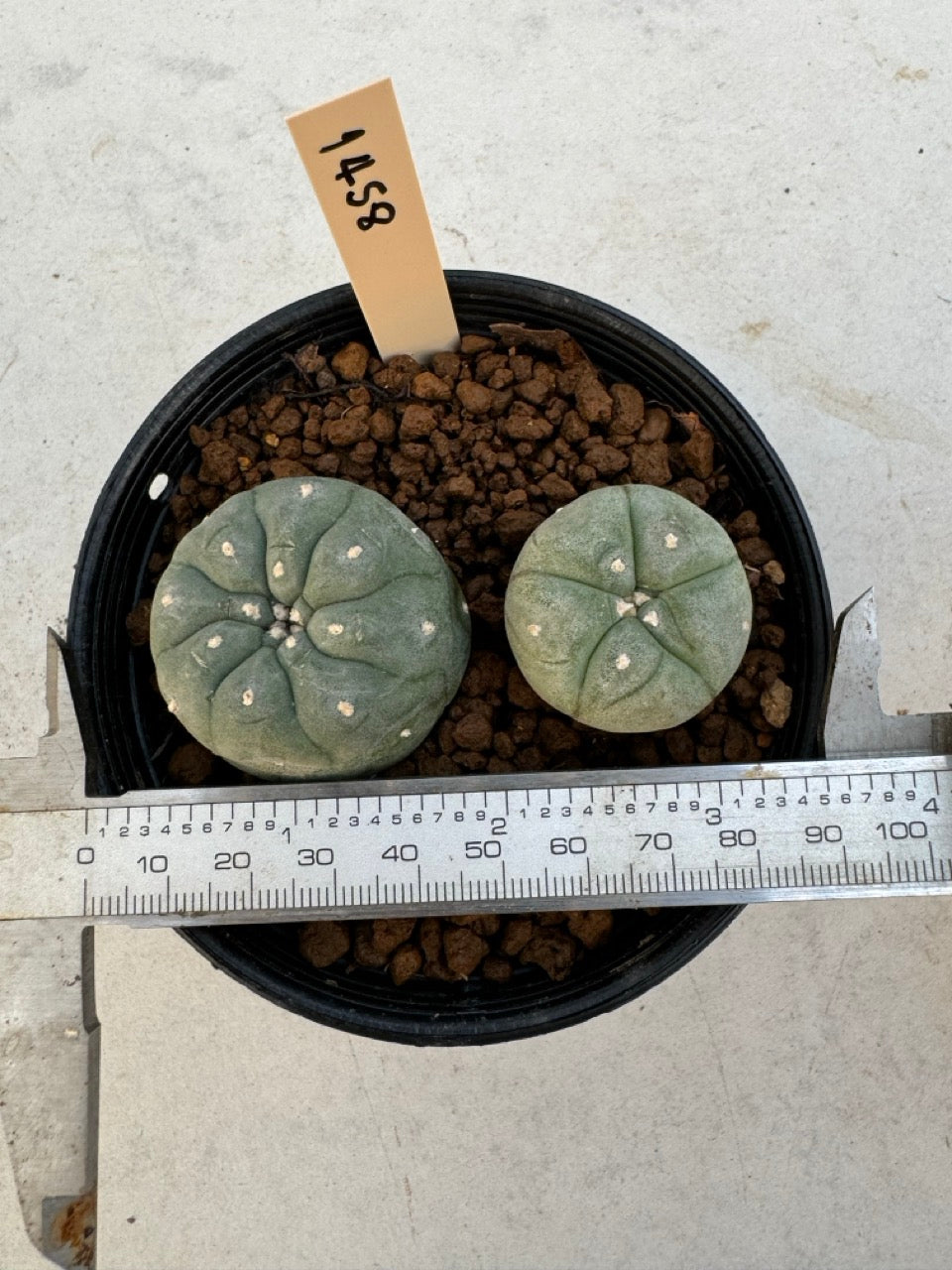 Lophophora williamsii – Peyote Cactus (6–7 cm, Own Root)