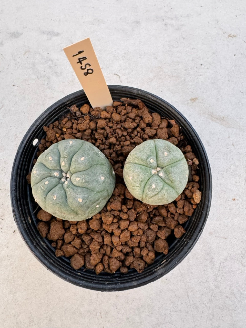 Lophophora williamsii – Peyote Cactus (6–7 cm, Own Root)