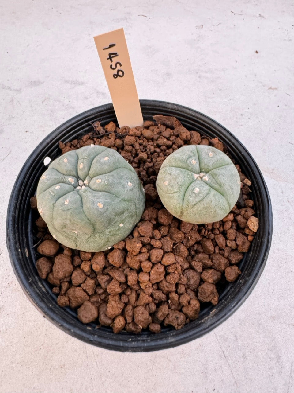 Lophophora williamsii – Peyote Cactus (6–7 cm, Own Root)