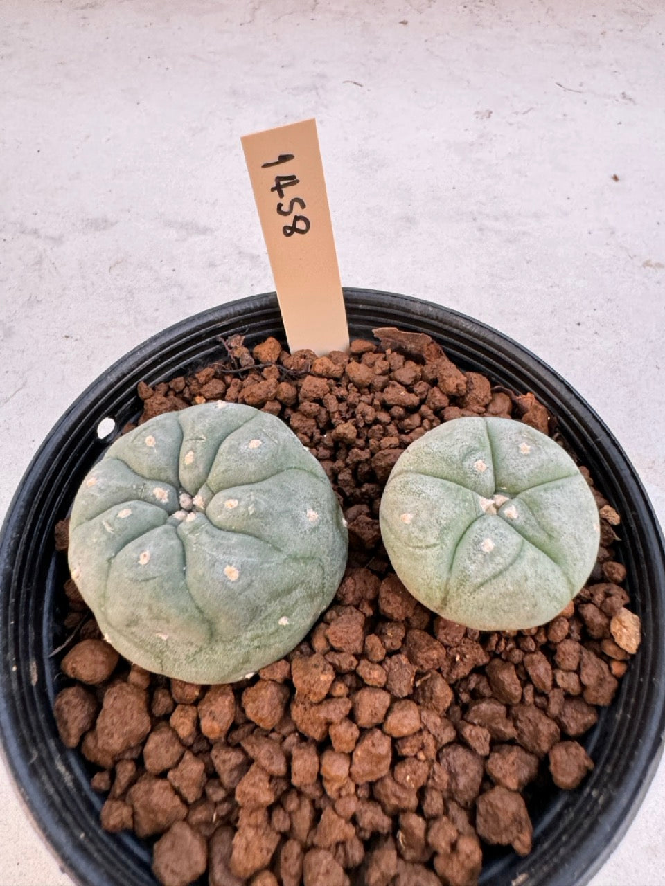 Lophophora williamsii – Peyote Cactus (6–7 cm, Own Root)
