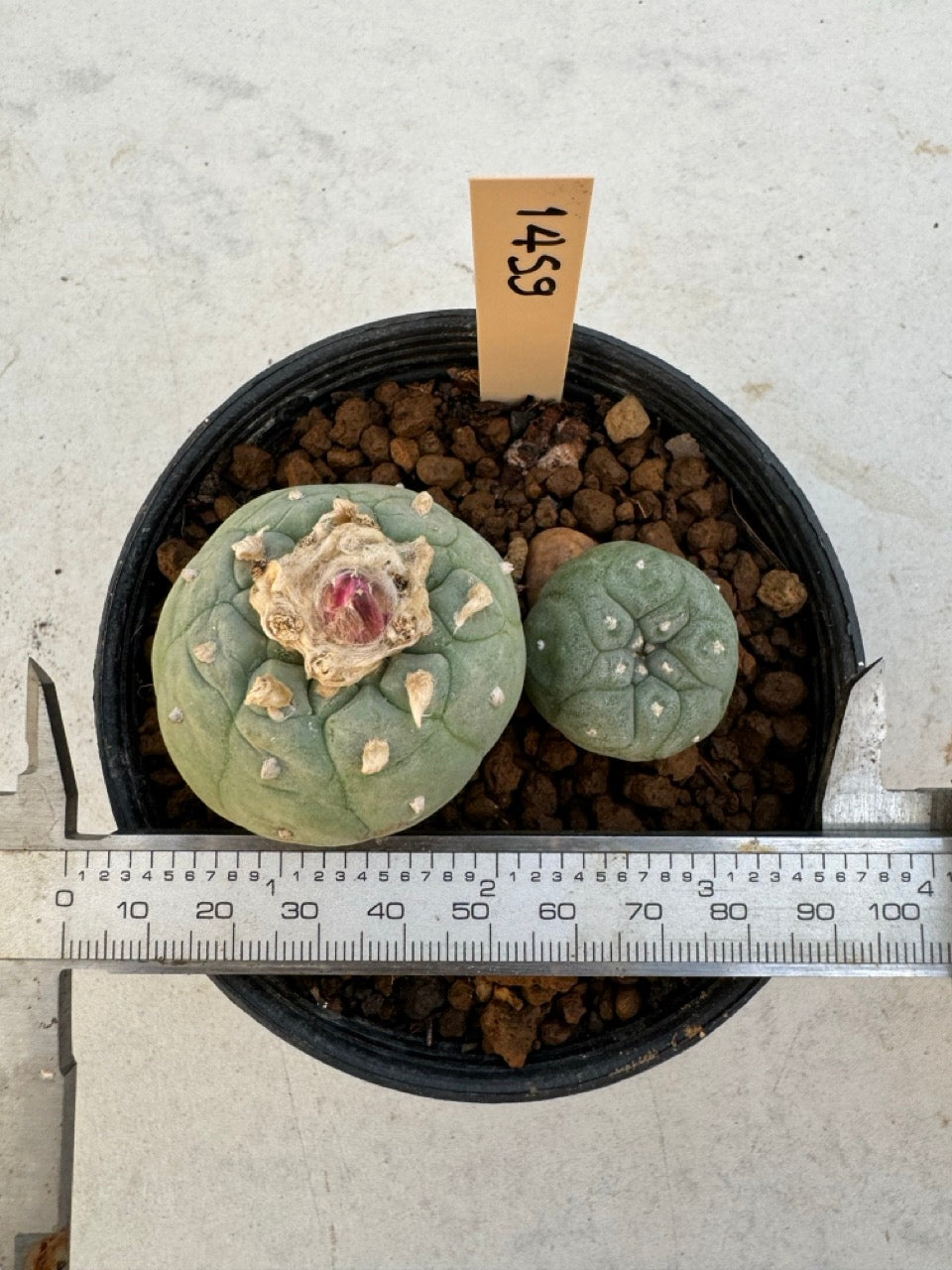 Lophophora williamsii – Peyote Cactus (6–7 cm, Own Root)