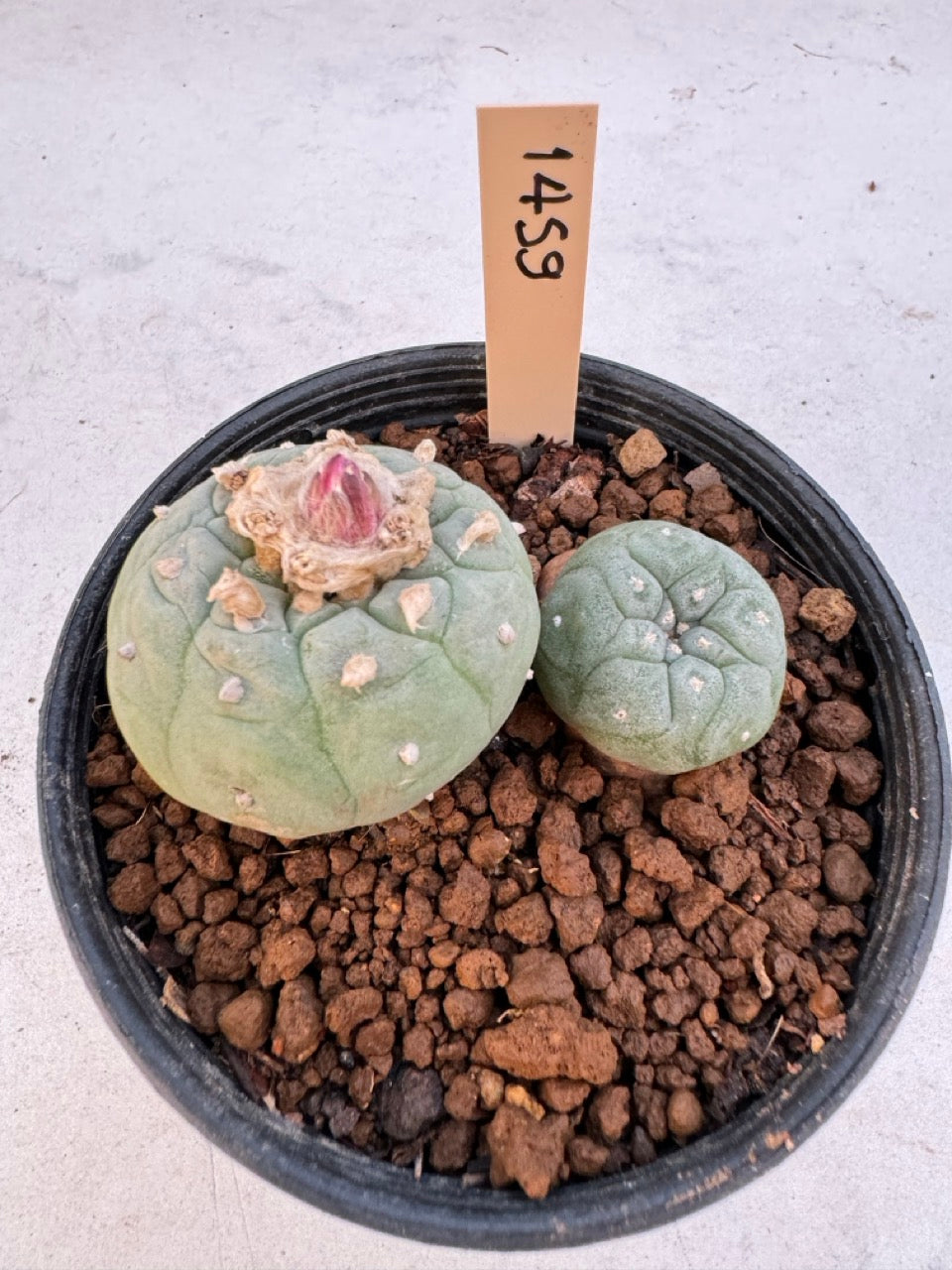 Lophophora williamsii – Peyote Cactus (6–7 cm, Own Root)