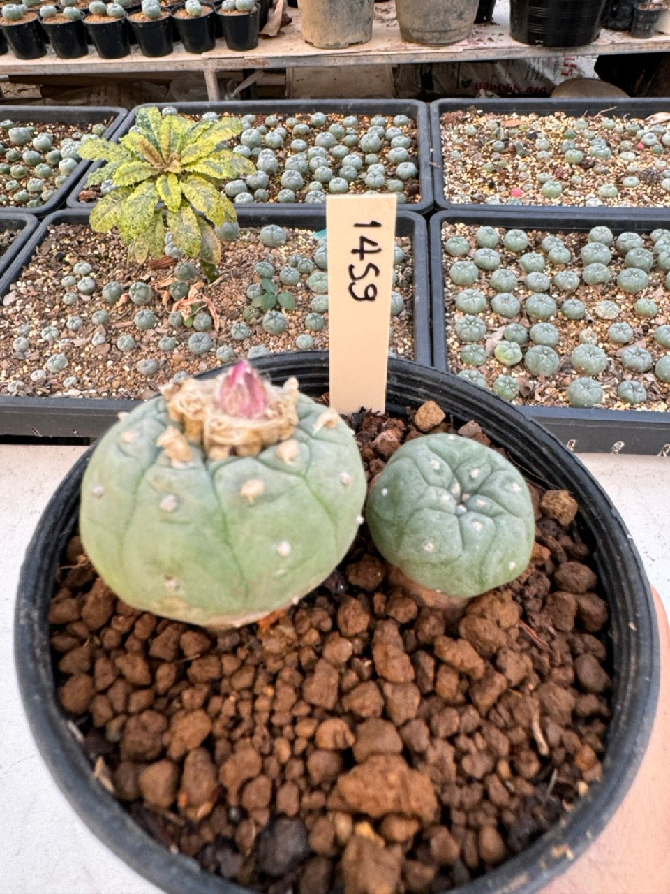 Lophophora williamsii – Peyote Cactus (6–7 cm, Own Root)