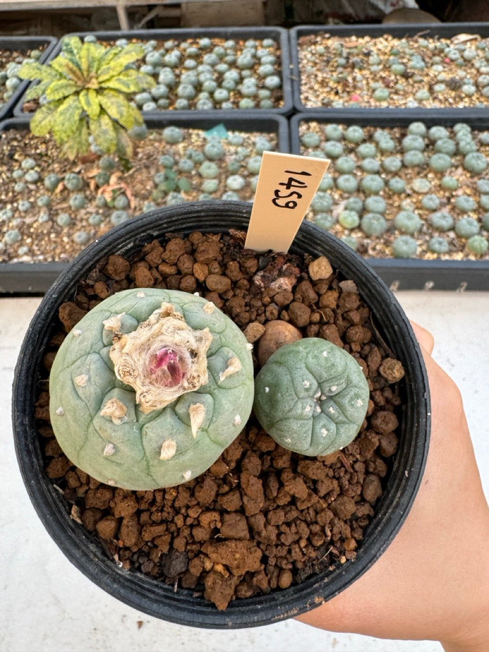 Lophophora williamsii – Peyote Cactus (6–7 cm, Own Root)