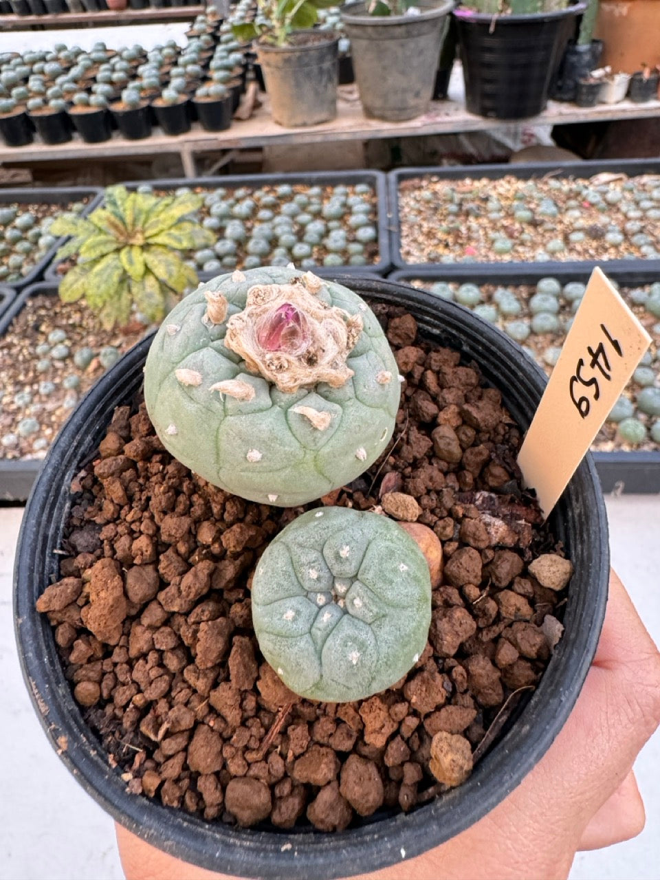 Lophophora williamsii – Peyote Cactus (6–7 cm, Own Root)