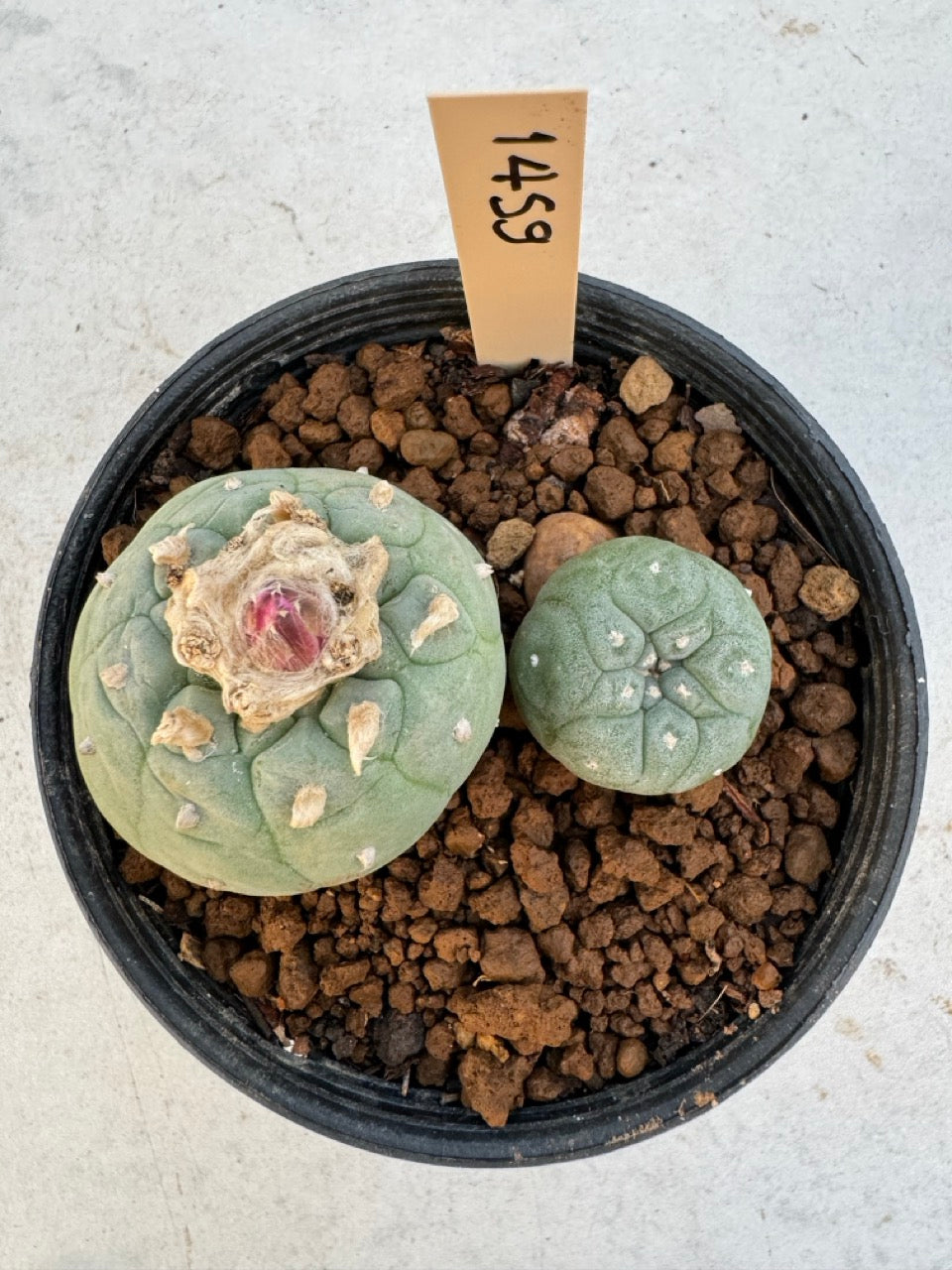 Lophophora williamsii – Peyote Cactus (6–7 cm, Own Root)