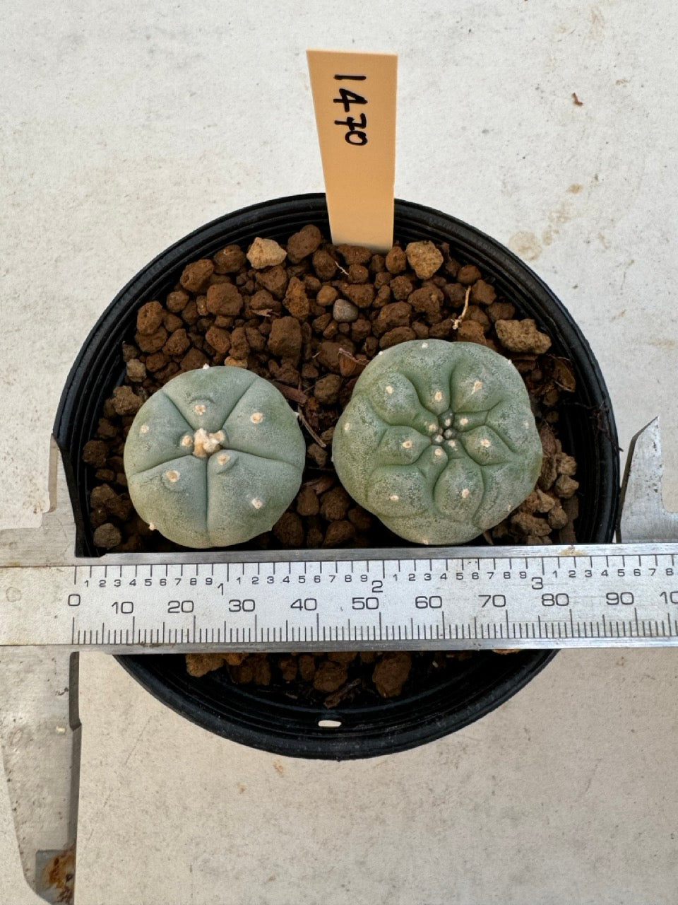 Lophophora williamsii – Peyote Cactus (6–7 cm, Own Root)