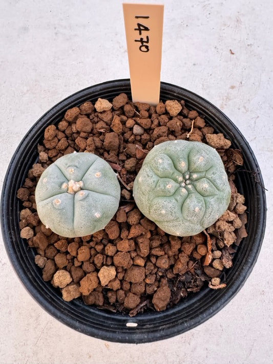 Lophophora williamsii – Peyote Cactus (6–7 cm, Own Root)