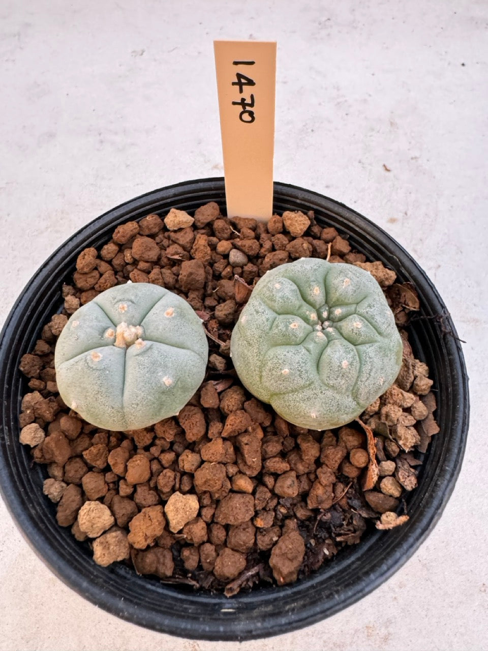 Lophophora williamsii – Peyote Cactus (6–7 cm, Own Root)