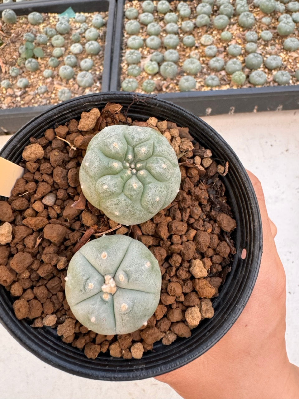 Lophophora williamsii – Peyote Cactus (6–7 cm, Own Root)