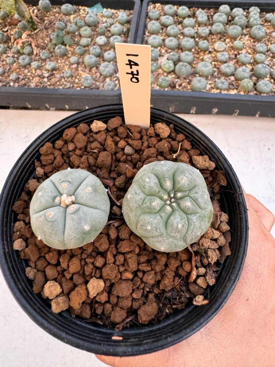 Lophophora williamsii – Peyote Cactus (6–7 cm, Own Root)