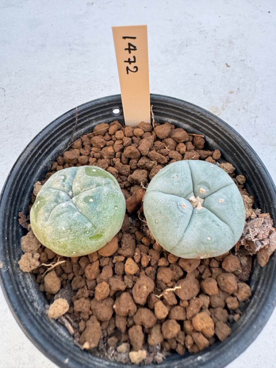 Lophophora williamsii – Peyote Cactus (6–7 cm, Own Root)