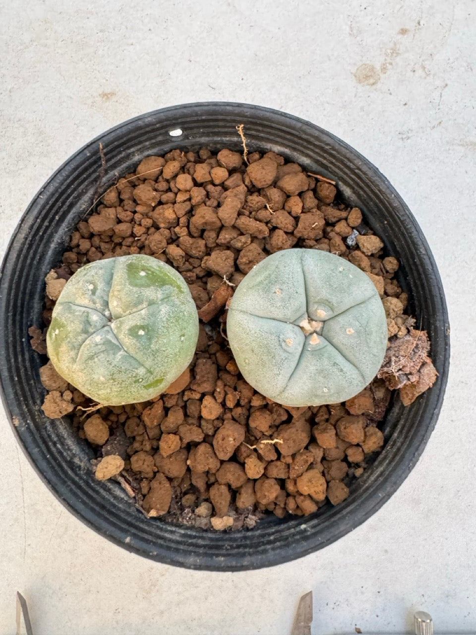 Lophophora williamsii – Peyote Cactus (6–7 cm, Own Root)