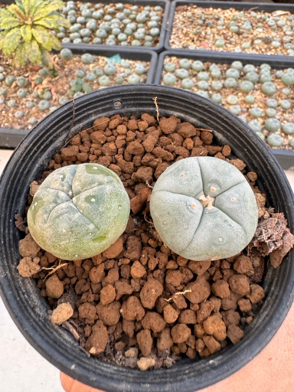 Lophophora williamsii – Peyote Cactus (6–7 cm, Own Root)