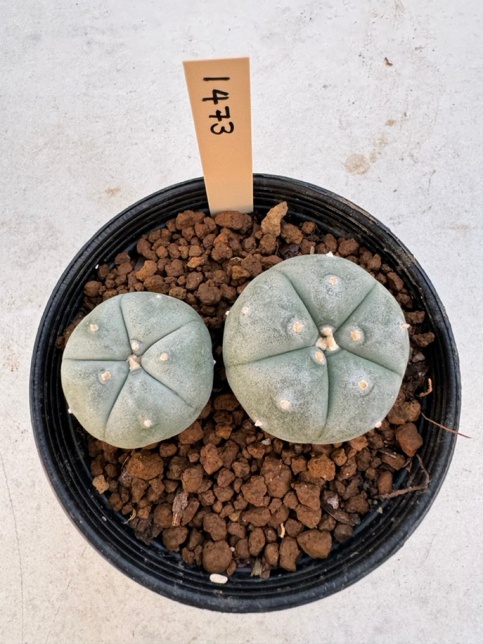 Lophophora williamsii – Peyote Cactus (6–7 cm, Own Root)