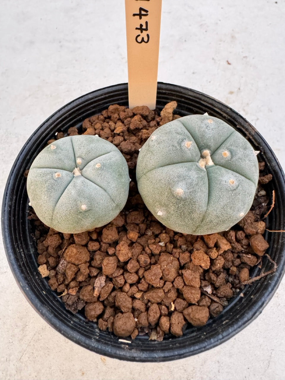 Lophophora williamsii – Peyote Cactus (6–7 cm, Own Root)