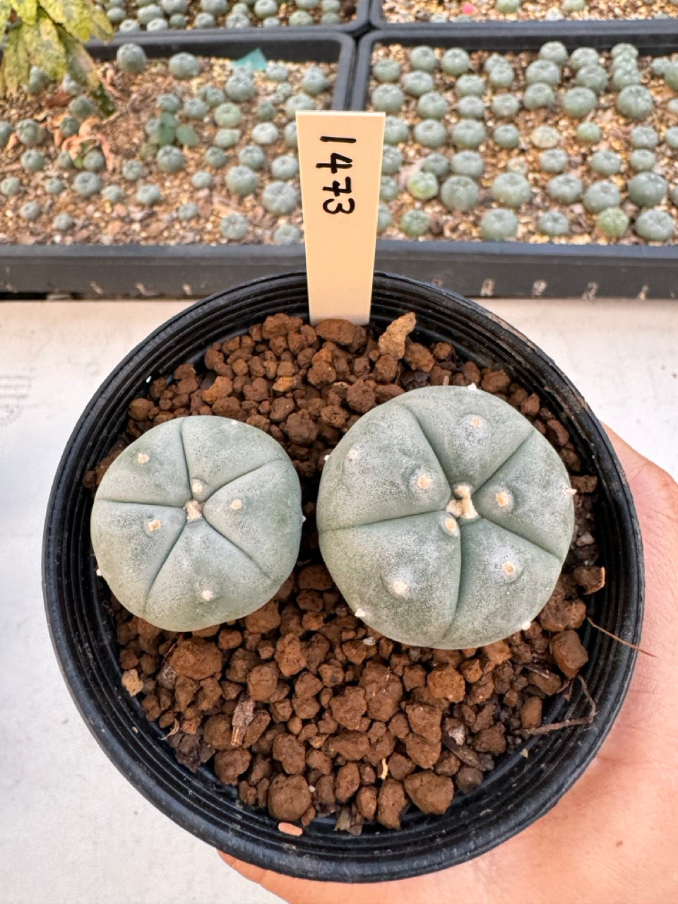 Lophophora williamsii – Peyote Cactus (6–7 cm, Own Root)