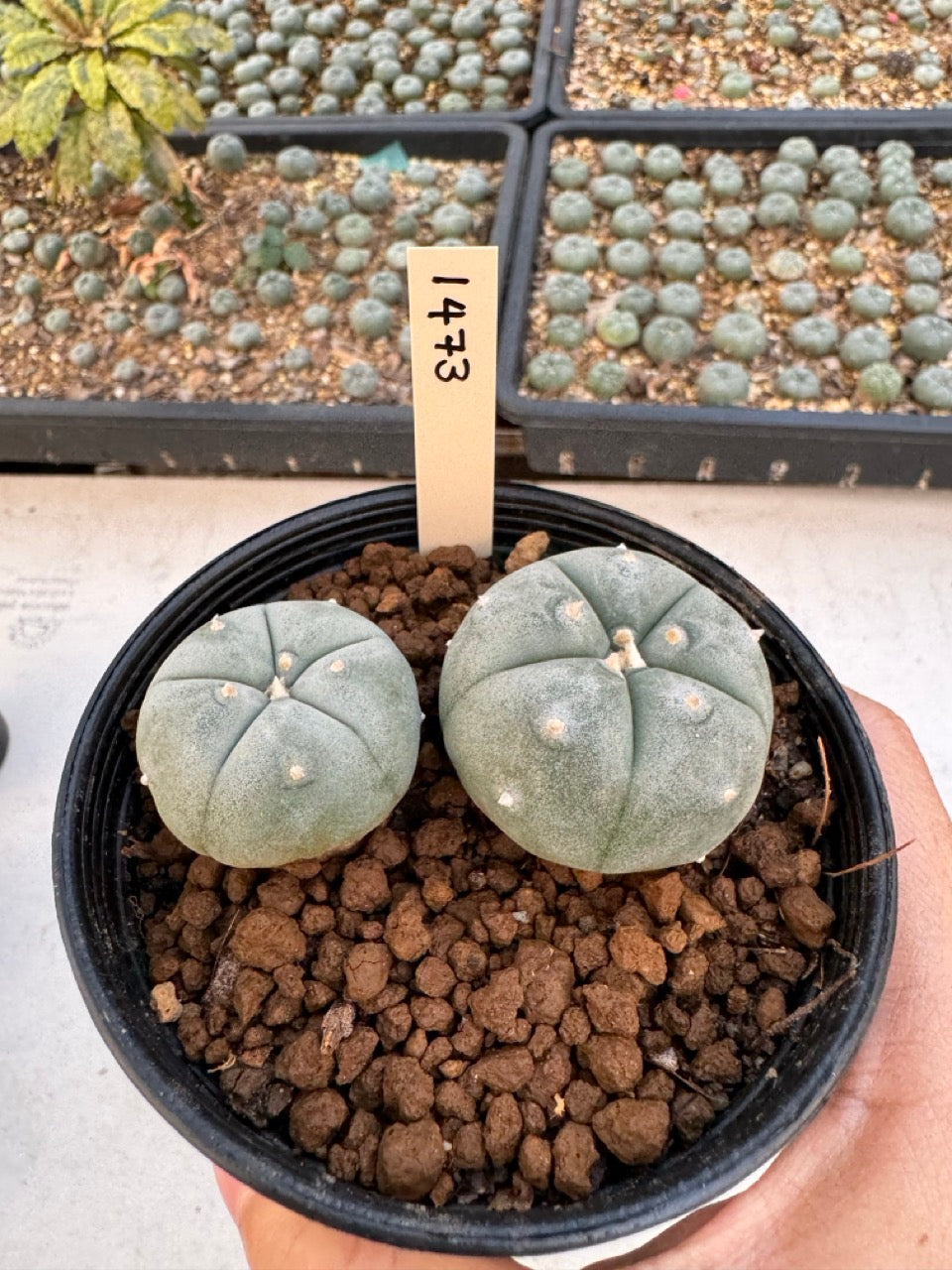 Lophophora williamsii – Peyote Cactus (6–7 cm, Own Root)