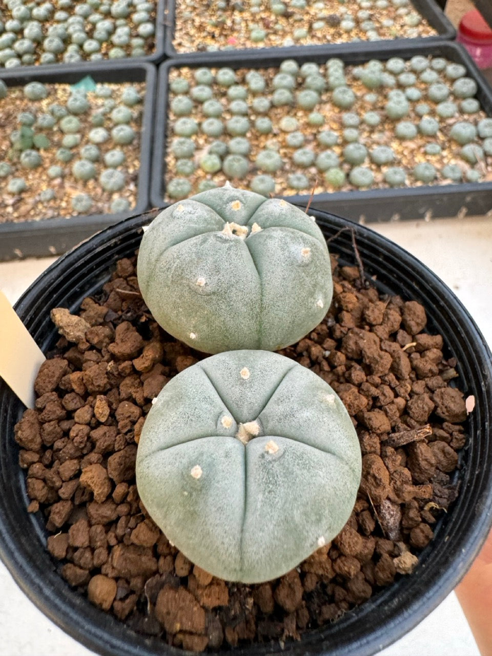 Lophophora williamsii – Peyote Cactus (6–7 cm, Own Root)