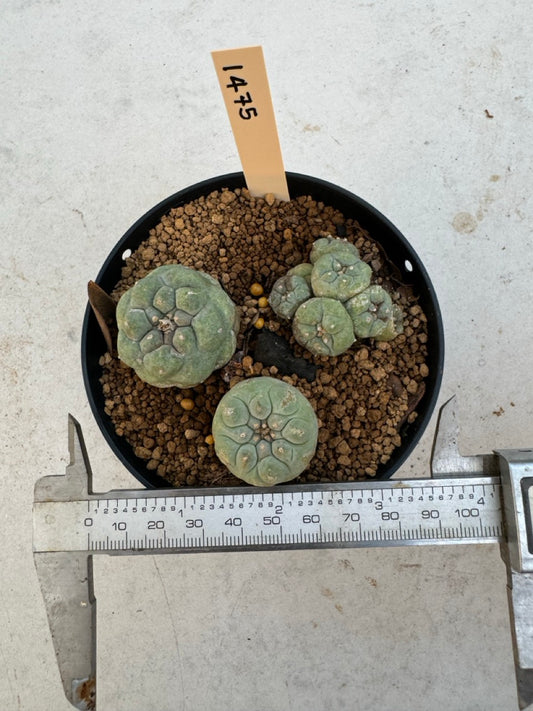 Lophophora williamsii – Peyote Cactus (6–7 cm, Own Root)