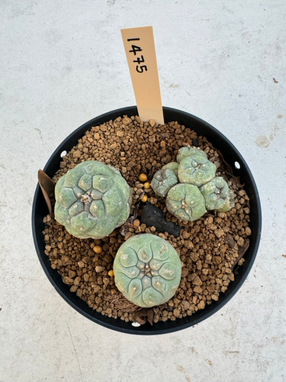 Lophophora williamsii – Peyote Cactus (6–7 cm, Own Root)