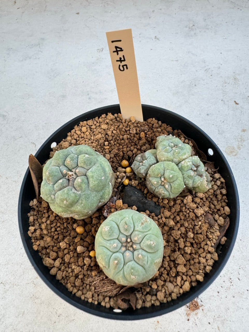 Lophophora williamsii – Peyote Cactus (6–7 cm, Own Root)