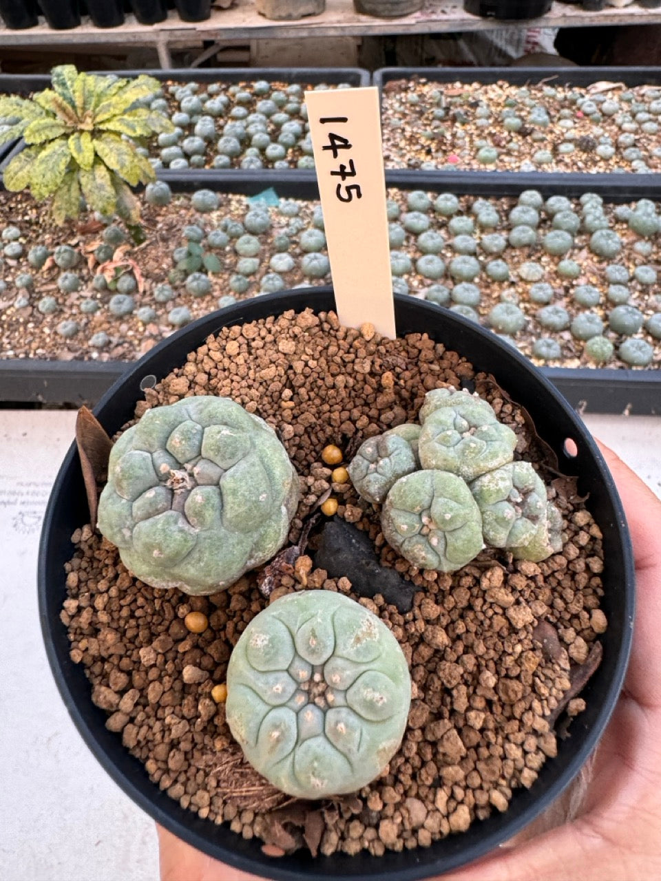 Lophophora williamsii – Peyote Cactus (6–7 cm, Own Root)
