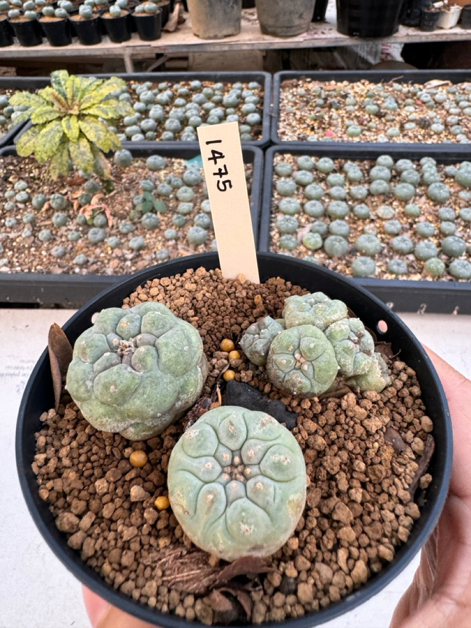 Lophophora williamsii – Peyote Cactus (6–7 cm, Own Root)