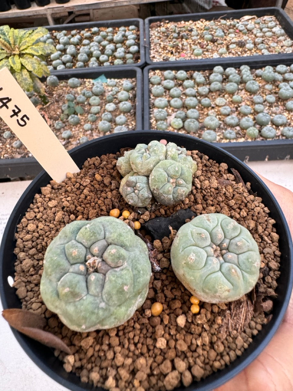 Lophophora williamsii – Peyote Cactus (6–7 cm, Own Root)