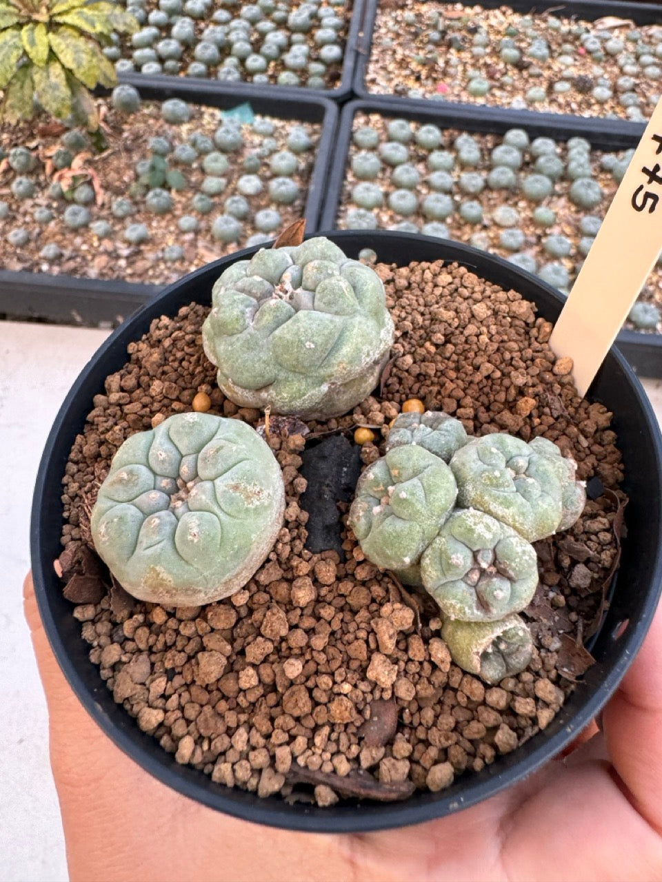 Lophophora williamsii – Peyote Cactus (6–7 cm, Own Root)