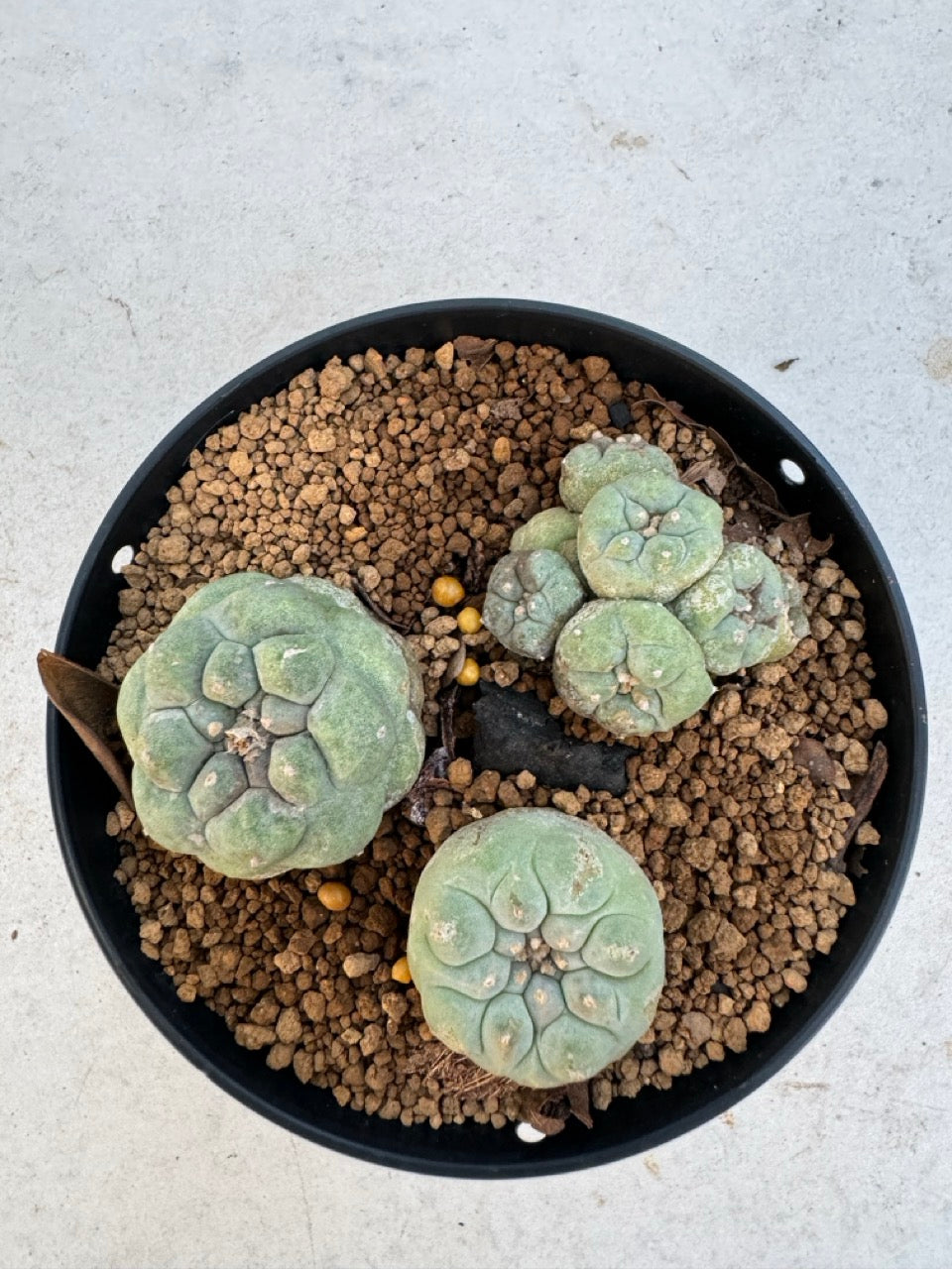 Lophophora williamsii – Peyote Cactus (6–7 cm, Own Root)