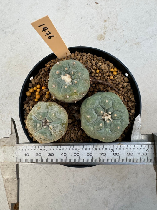 Lophophora williamsii – Peyote Cactus (6–7 cm, Own Root)