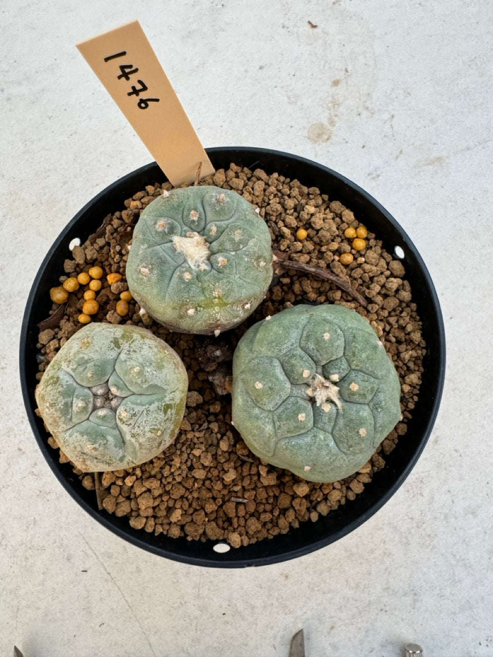 Lophophora williamsii – Peyote Cactus (6–7 cm, Own Root)