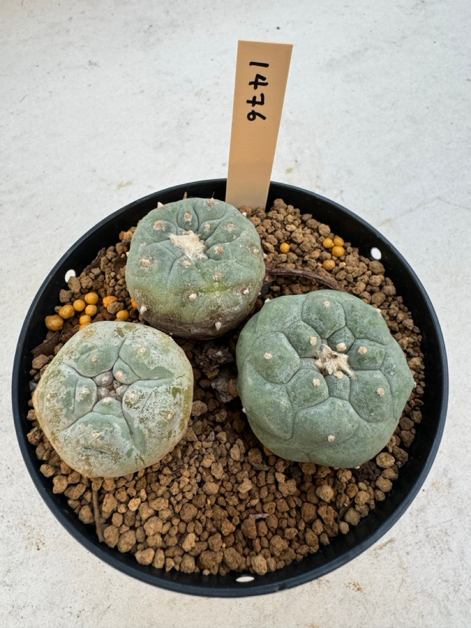 Lophophora williamsii – Peyote Cactus (6–7 cm, Own Root)