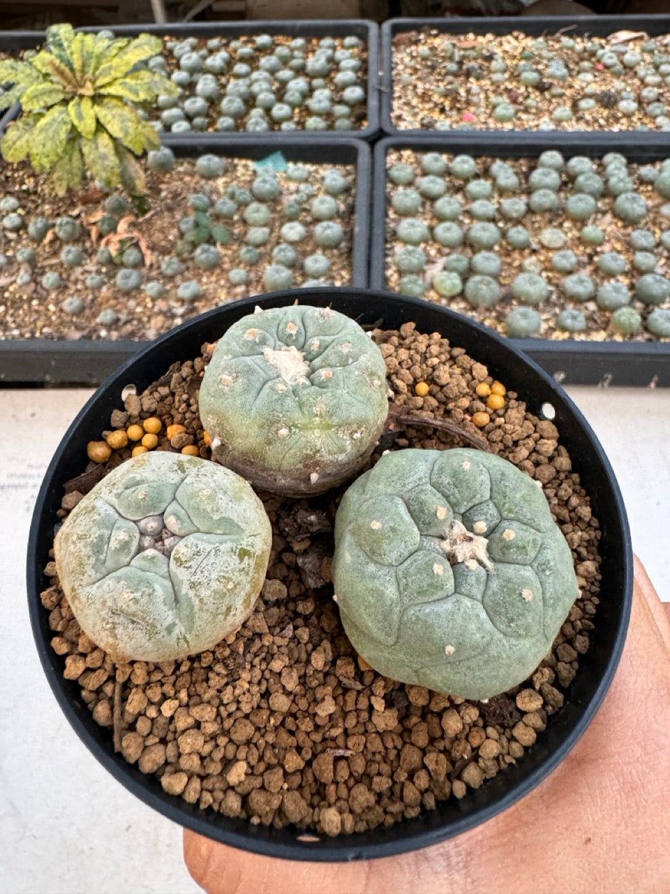Lophophora williamsii – Peyote Cactus (6–7 cm, Own Root)