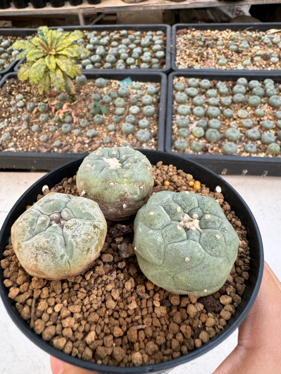 Lophophora williamsii – Peyote Cactus (6–7 cm, Own Root)
