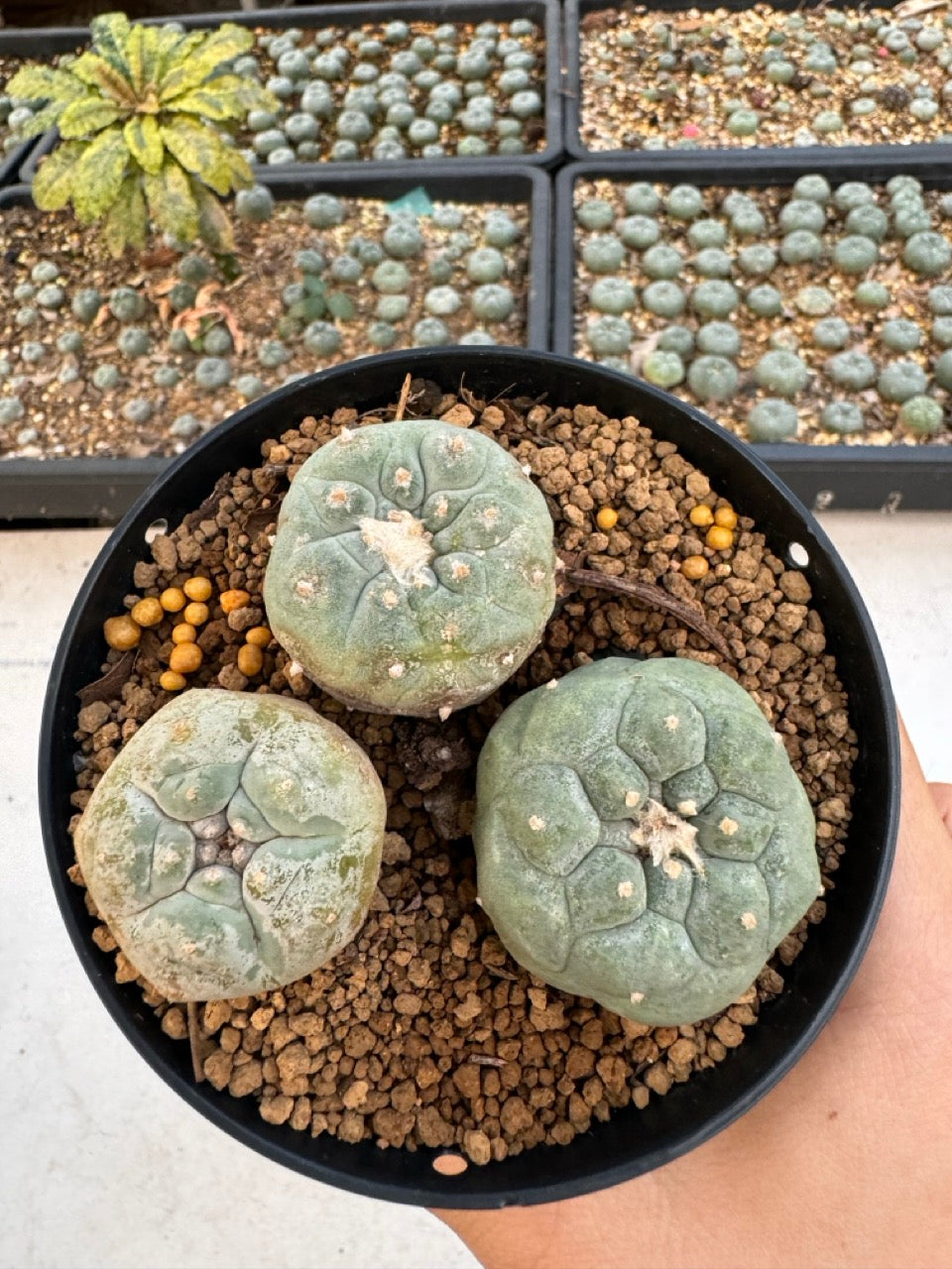 Lophophora williamsii – Peyote Cactus (6–7 cm, Own Root)