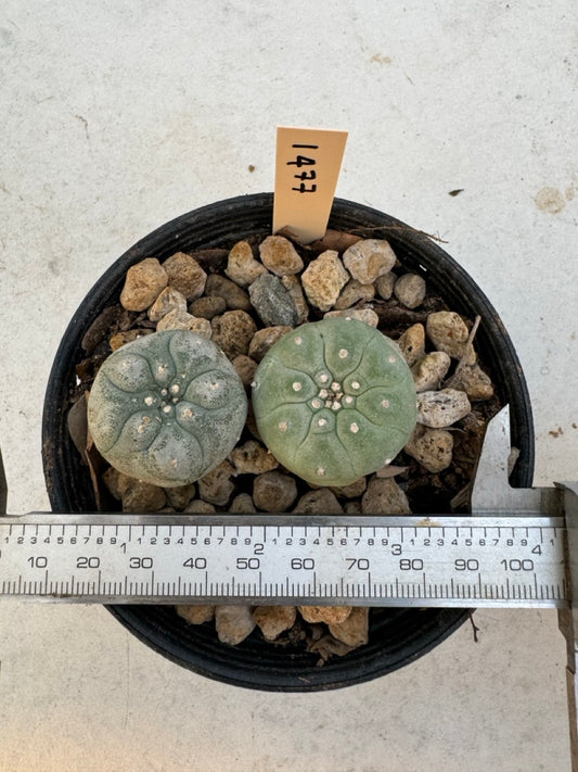 Lophophora williamsii – Peyote Cactus (6–7 cm, Own Root)