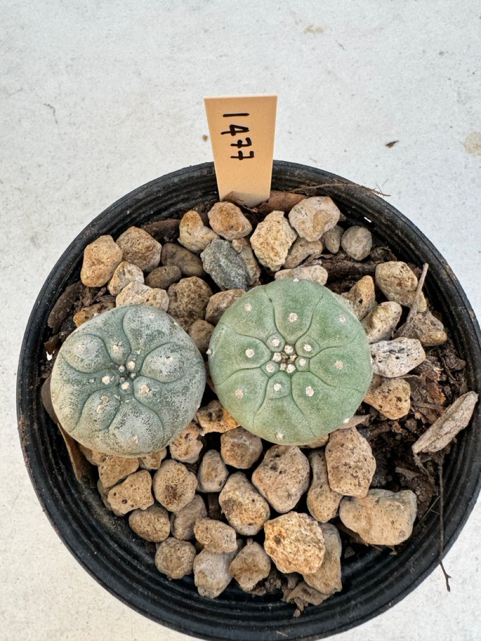 Lophophora williamsii – Peyote Cactus (6–7 cm, Own Root)
