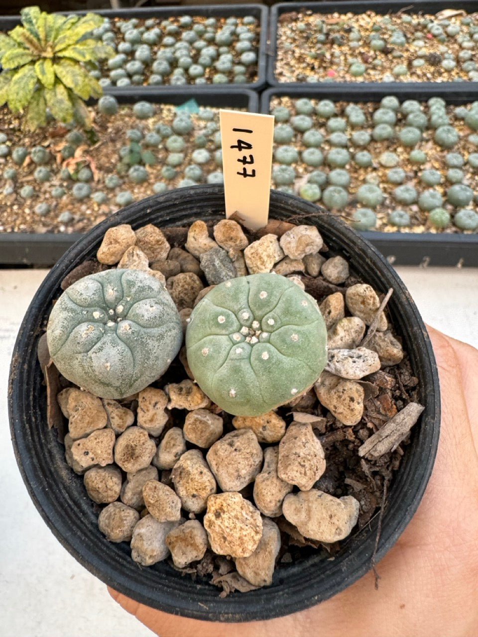 Lophophora williamsii – Peyote Cactus (6–7 cm, Own Root)