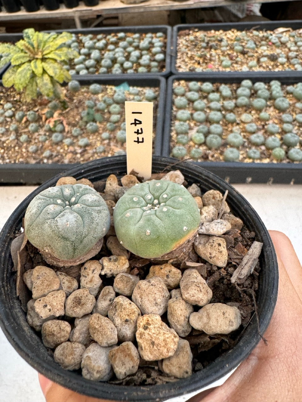 Lophophora williamsii – Peyote Cactus (6–7 cm, Own Root)