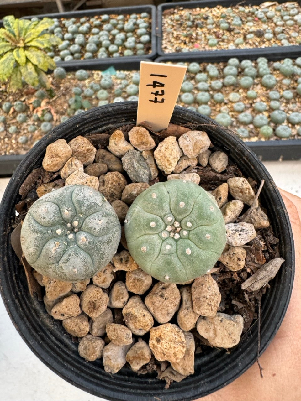 Lophophora williamsii – Peyote Cactus (6–7 cm, Own Root)