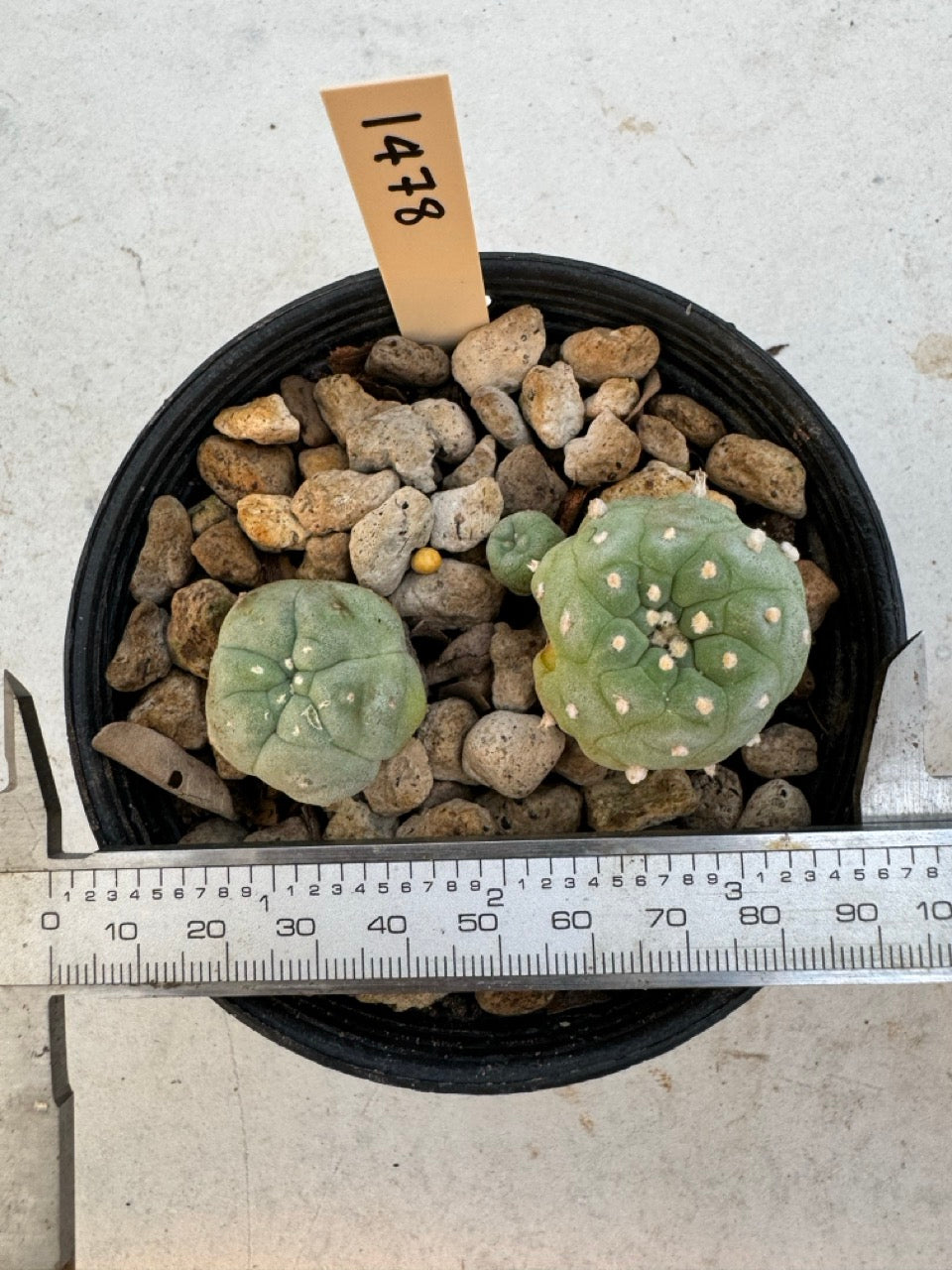 Lophophora williamsii – Peyote Cactus (6–7 cm, Own Root)