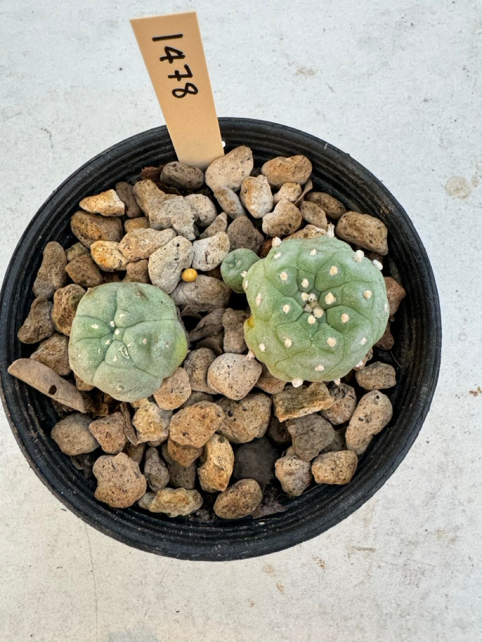 Lophophora williamsii – Peyote Cactus (6–7 cm, Own Root)