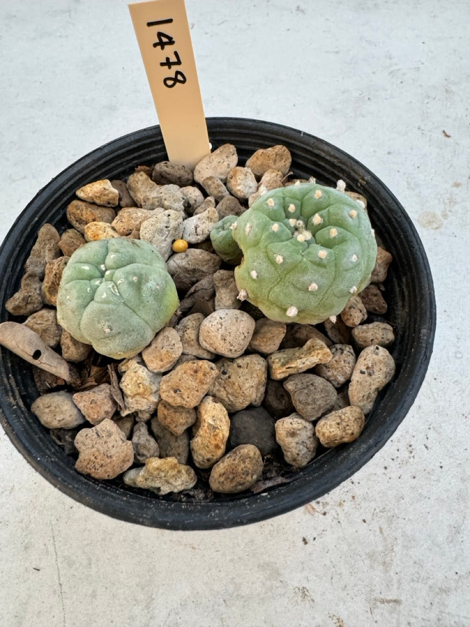 Lophophora williamsii – Peyote Cactus (6–7 cm, Own Root)