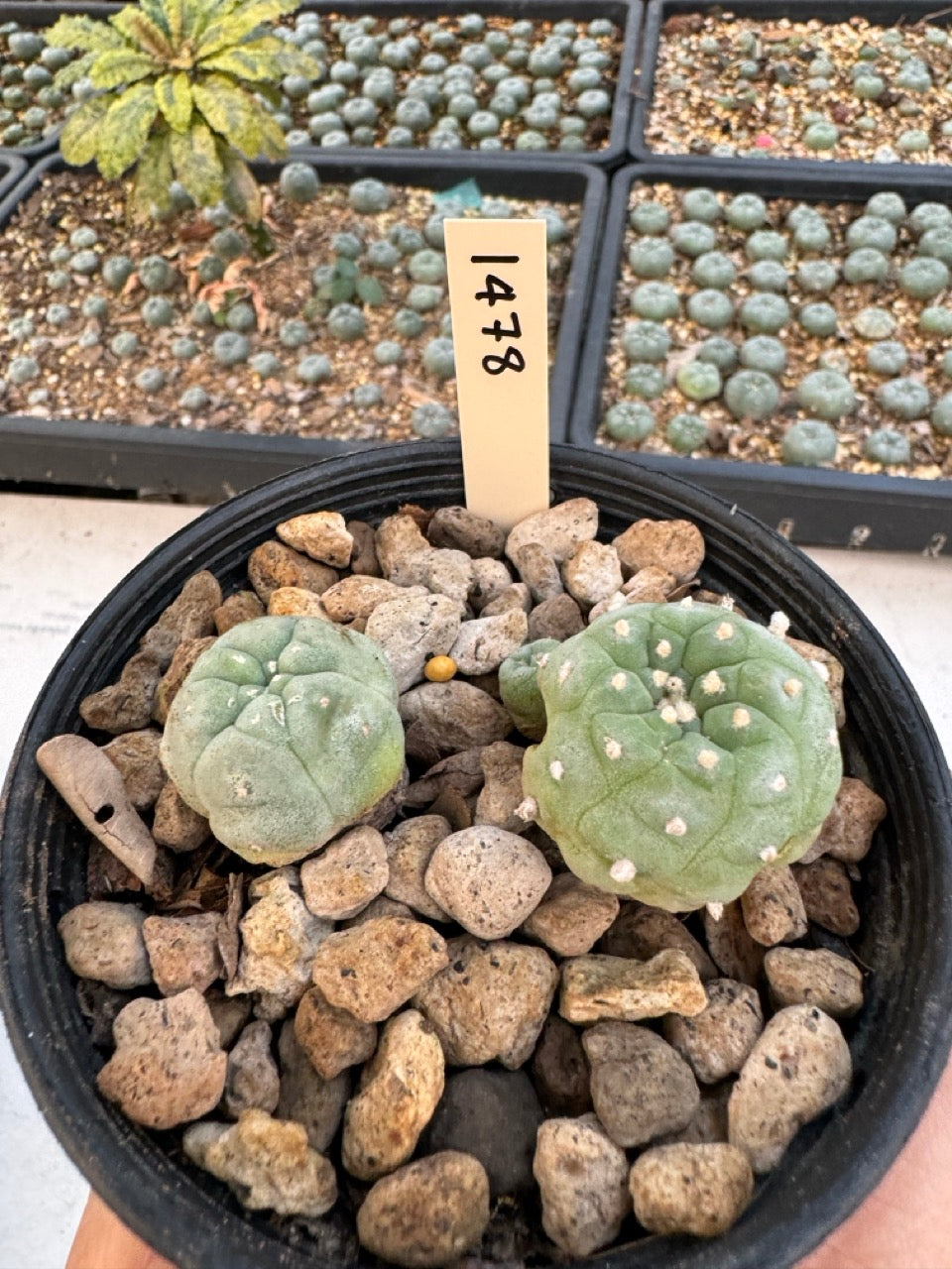Lophophora williamsii – Peyote Cactus (6–7 cm, Own Root)