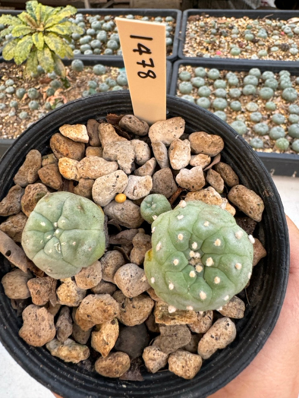 Lophophora williamsii – Peyote Cactus (6–7 cm, Own Root)