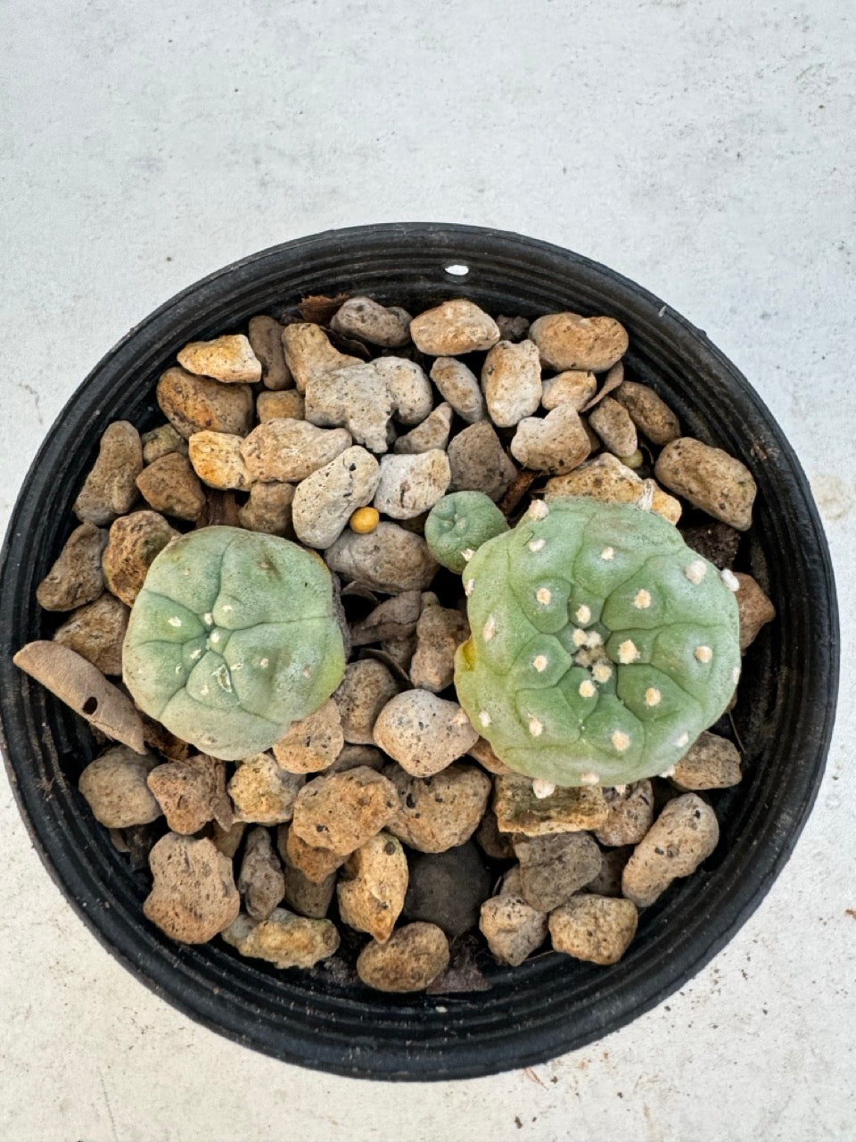 Lophophora williamsii – Peyote Cactus (6–7 cm, Own Root)