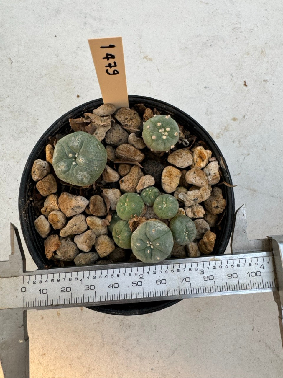 Lophophora williamsii – Peyote Cactus (6–7 cm, Own Root)